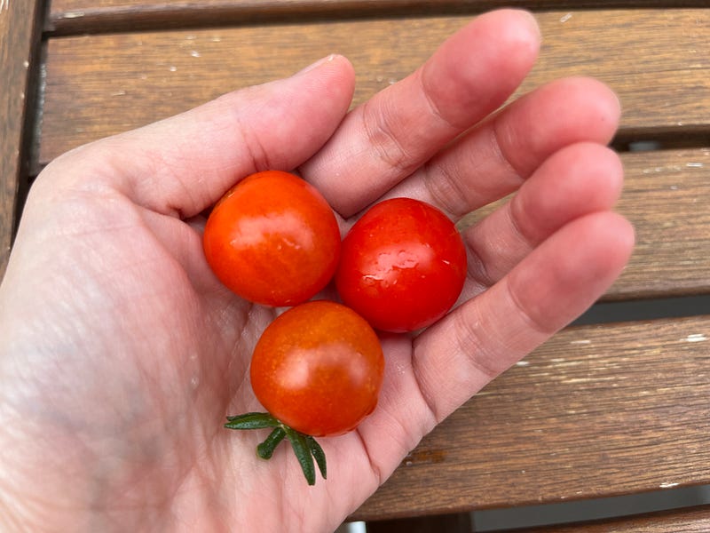 Vibrant red cherry tomatoes ready for harvest