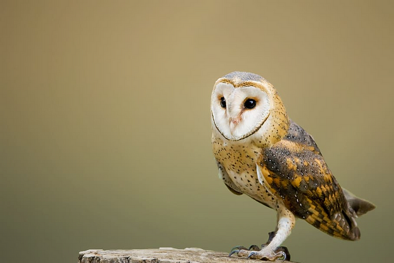 Barn owl feathers influenced by volcanic soil