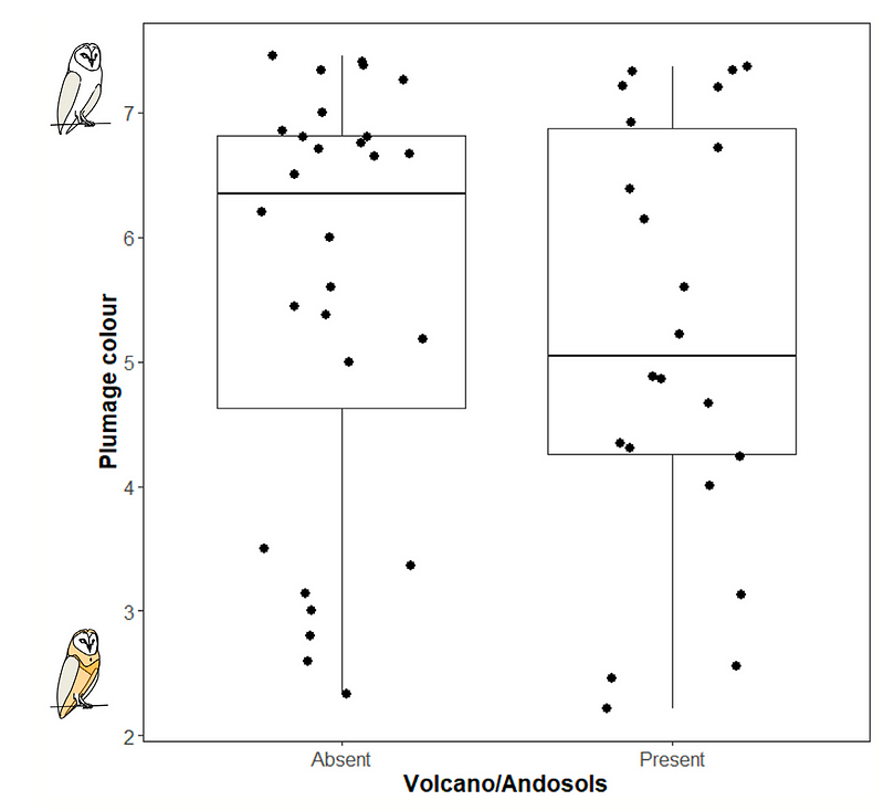 Color variations in barn owl plumage across different islands