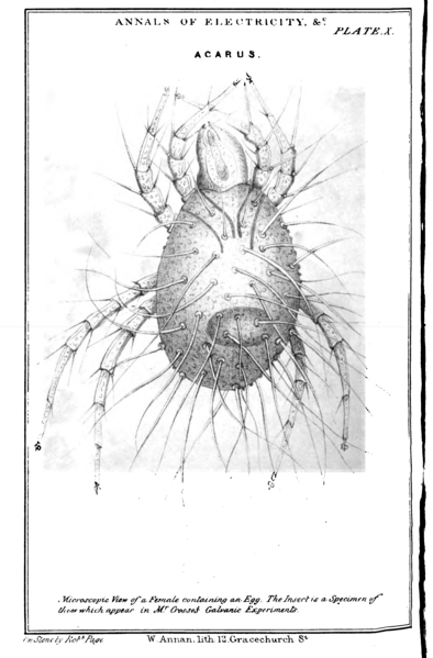 Crystal formations from Crosse's experiments