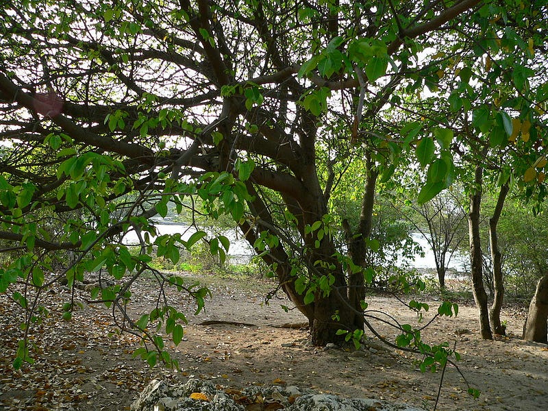 Urban trees reducing crime