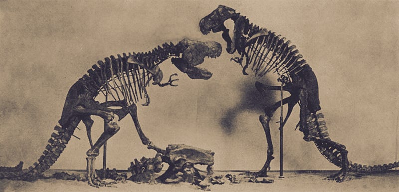 An outdated depiction of Tyrannosaurs competing over a carcass.