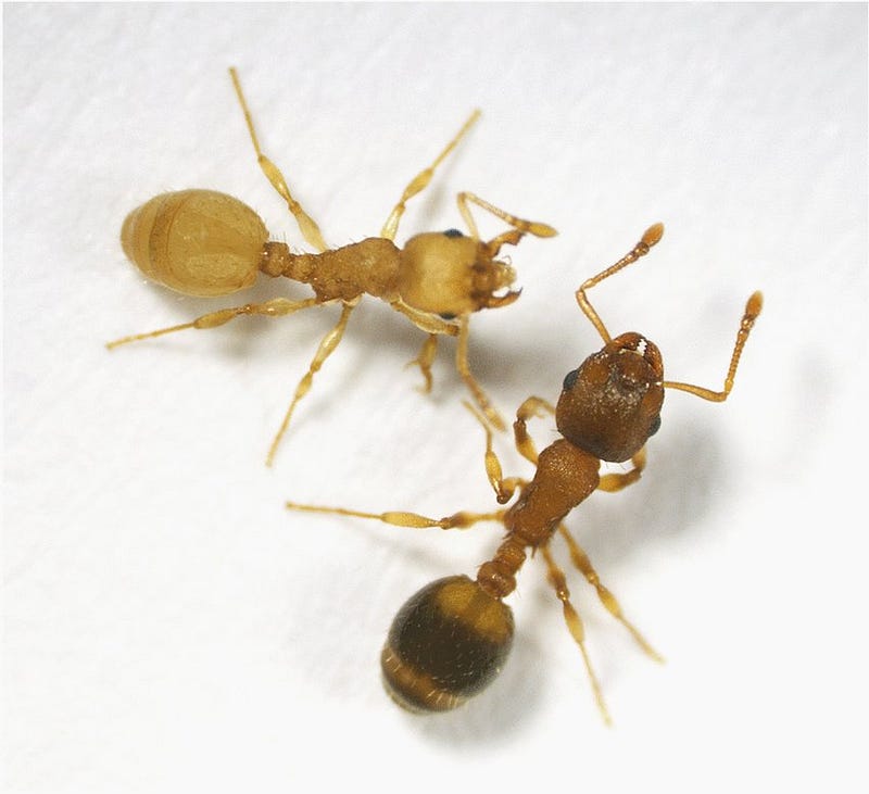 Infected vs Uninfected Ants