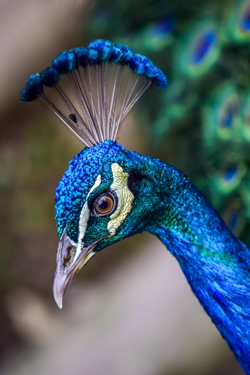 Vibrant blue creature