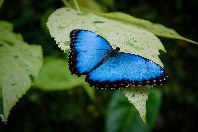 Blue morpho butterfly wing