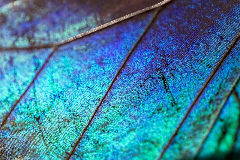 Close-up of blue morpho wing structure