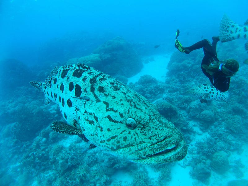 Potato Cod Encounter on the Great Barrier Reef