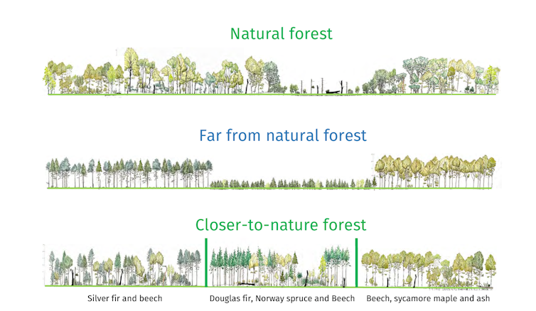 Comparative images of forest management styles