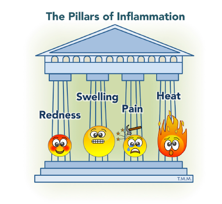 Immune response illustration