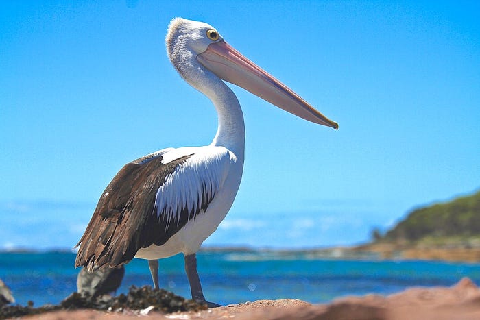 American white pelican in its natural habitat