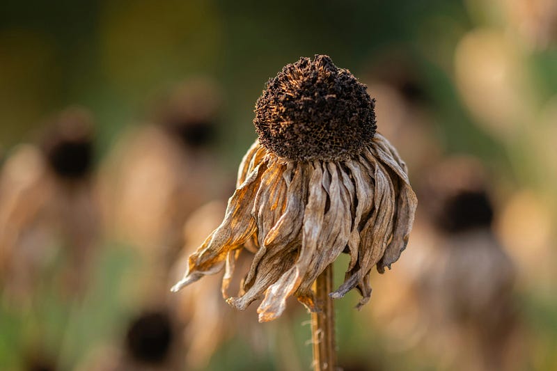 Echinacea flower representing the beauty of nature