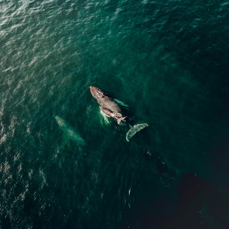 Whale undergoing skin care treatment