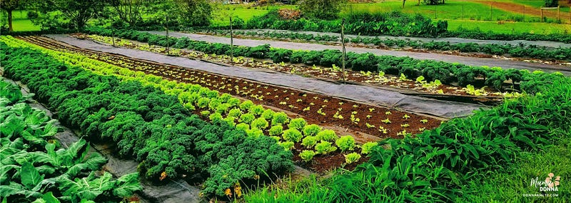 Vibrant garden symbolizing mental fitness and confidence