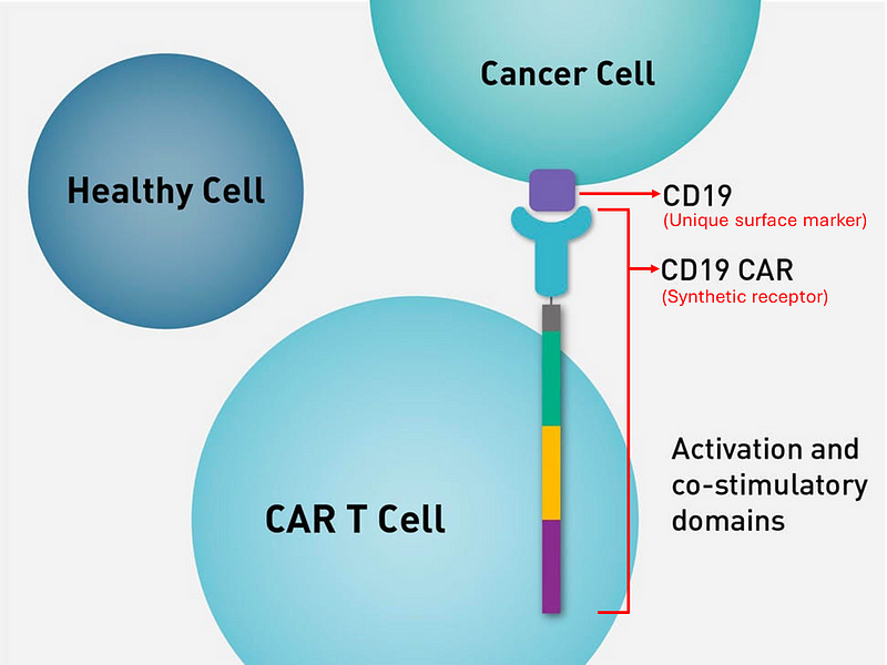 CAR-T cell therapy mechanism