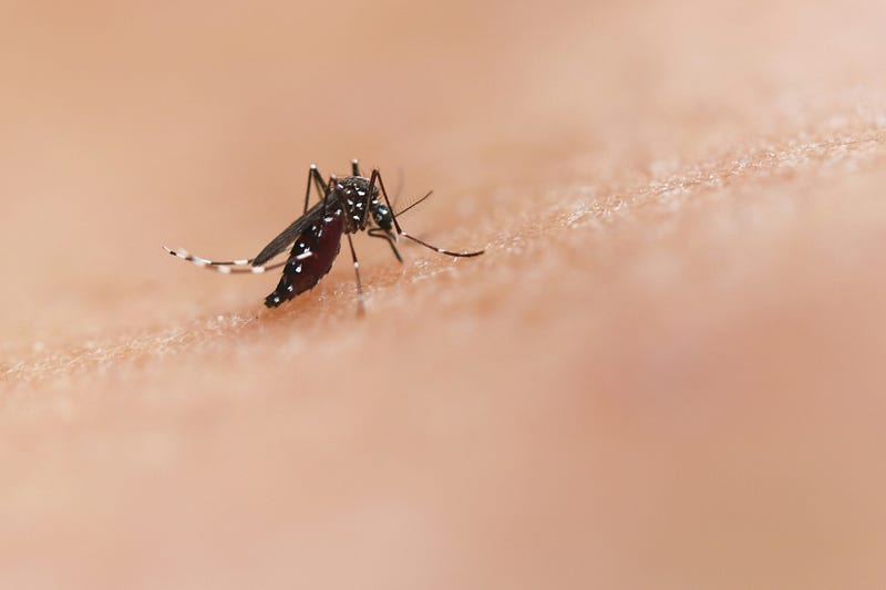 Mosquitoes targeting humans