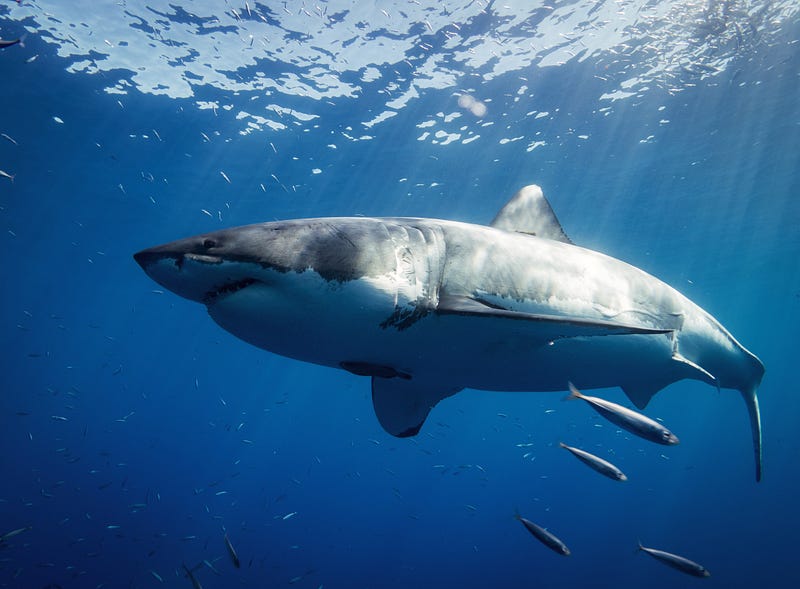 Shark navigating through ocean currents