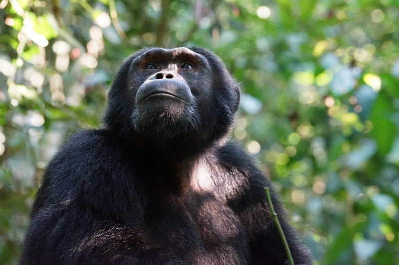 Chimpanzees reacting to a solar eclipse