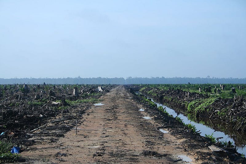 Habitat destruction impacting primate populations