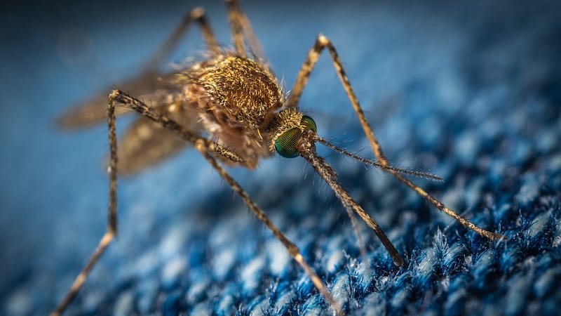 Effective natural mosquito control methods