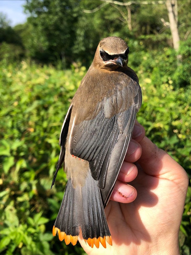 Juvenile cedar waxwing, the 800,000th bird banded.