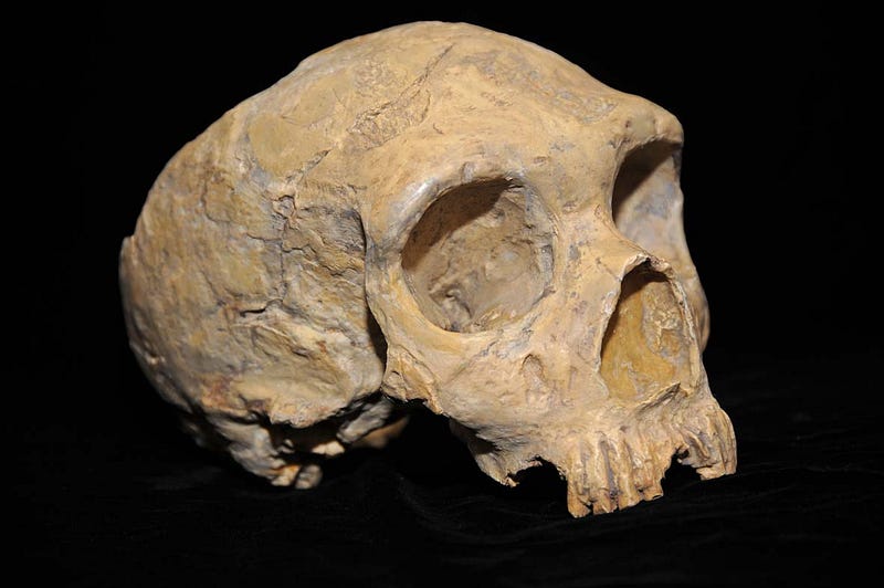 Neanderthal skull comparison