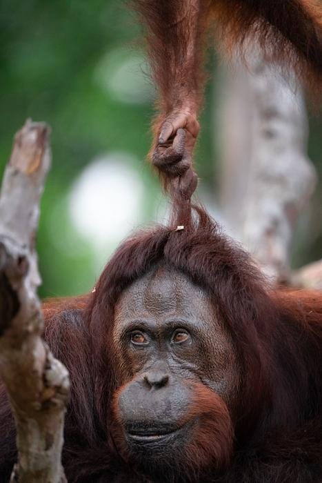 Great apes engaging in playful teasing behavior