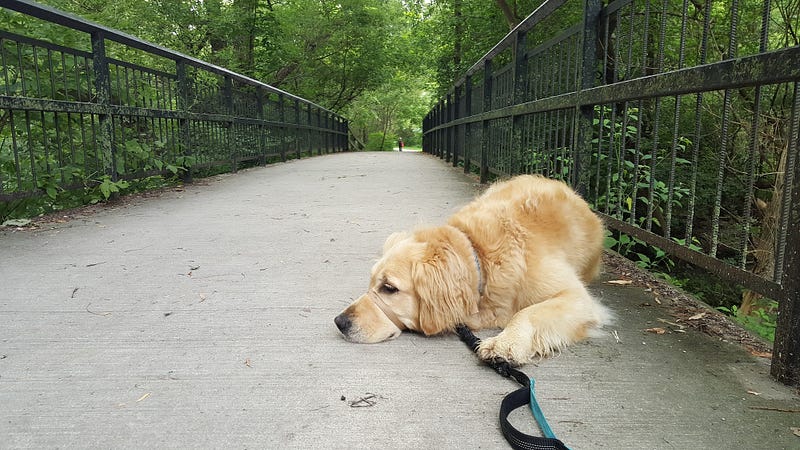 Penny, my grand-puppy enjoying the forest