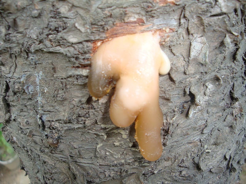 Viscous resin oozing from a tree trunk