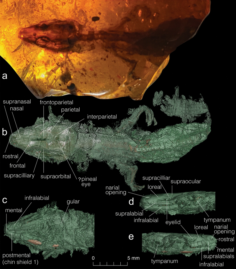 Rare specimen of Retinosaurus preserved in amber