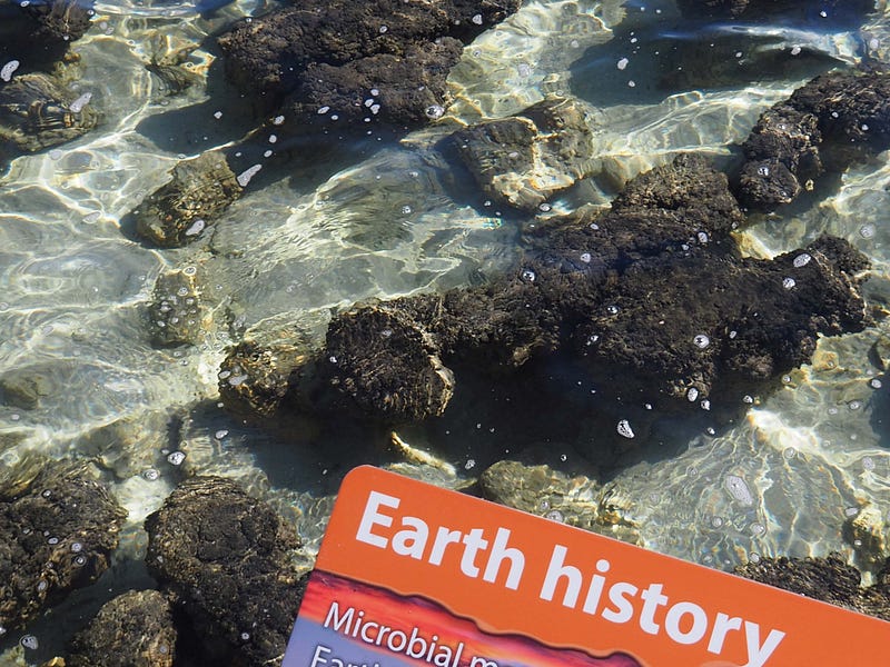 Living stromatolite mounds in Shark Bay