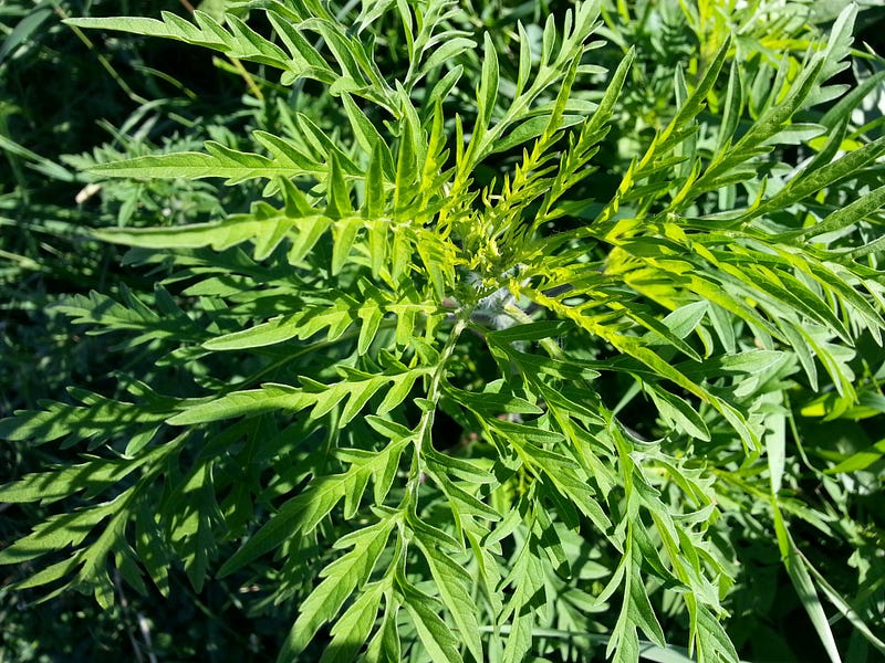 Ragweed, the true cause of seasonal allergies