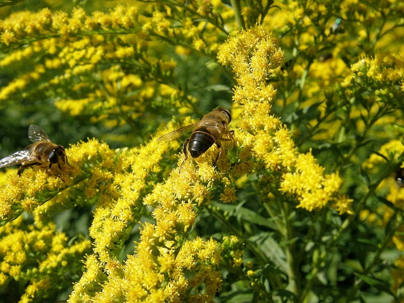 Goldenrod flowers attracting bees and butterflies