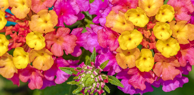 Lantana Camara plant