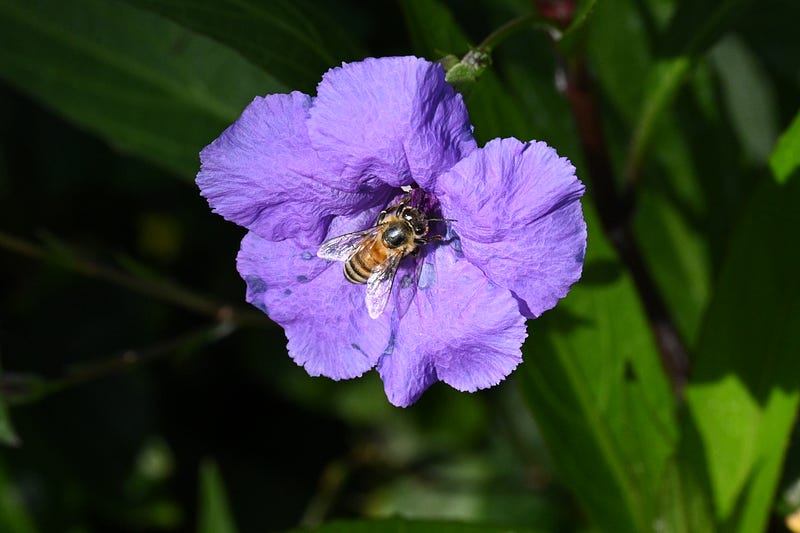 Mexican Petunia plant