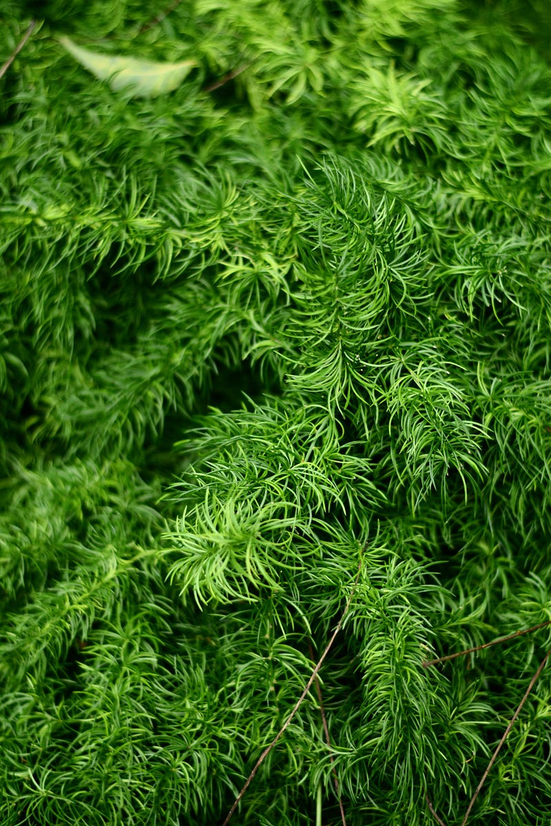 Asparagus Fern plant