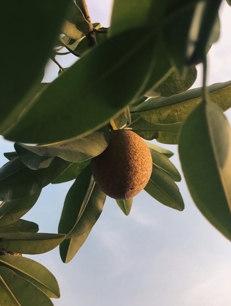 Nispero/Sapodilla Tree