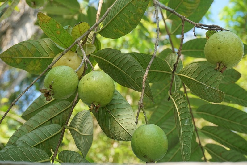 Guava Tree