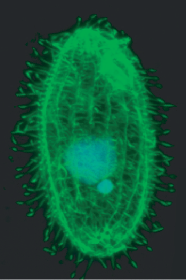 Micronucleus and macronucleus comparison